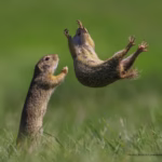 10 Hilarious Funny Animal Facts for Kids to Brighten Your Day