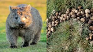 image 20 Funny animal facts for kids - wombat with cube poop